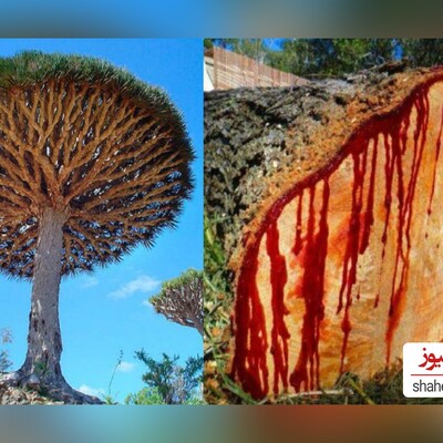 The Top 7 Weirdest Trees From The Walking Trees to The Most Poisonous One!