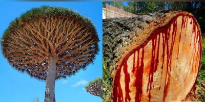 The Top 7 Weirdest Trees From The Walking Trees to The Most Poisonous One!