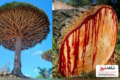 The Top 7 Weirdest Trees From The Walking Trees to The Most Poisonous One!