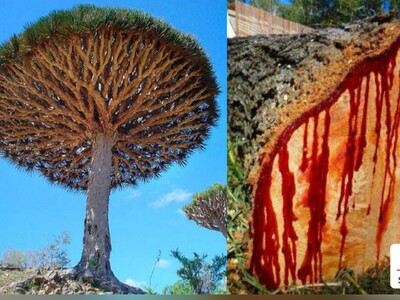 The Top 7 Weirdest Trees From The Walking Trees to The Most Poisonous One!