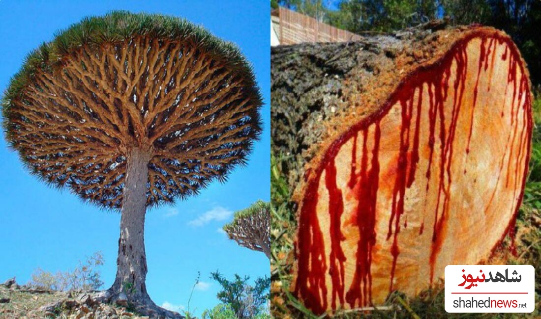 The Top 7 Weirdest Trees From The Walking Trees to The Most Poisonous One!