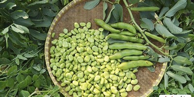 Can Eating Fava Beans Help with Weight Loss?