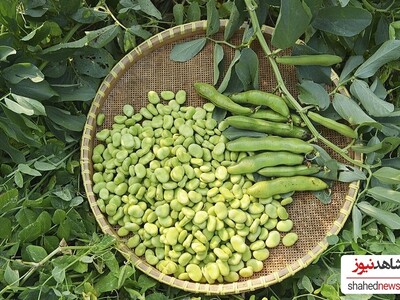 Can Eating Fava Beans Help with Weight Loss?