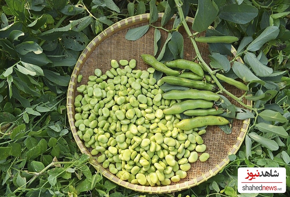 Can Eating Fava Beans Help with Weight Loss?