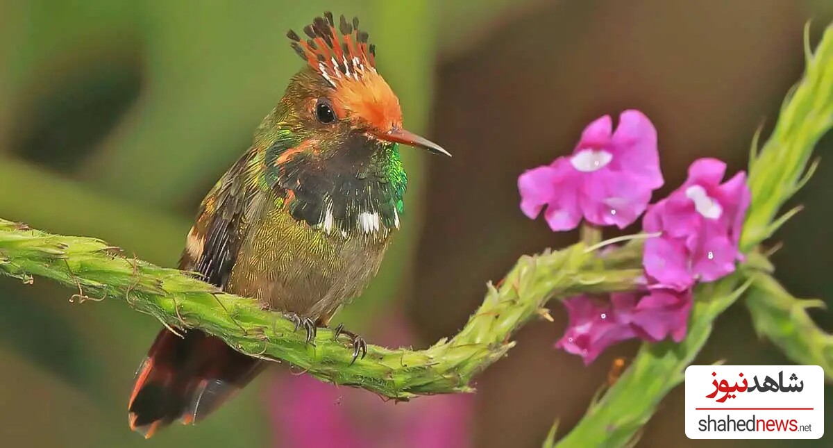 Rufous-Crested Coquette