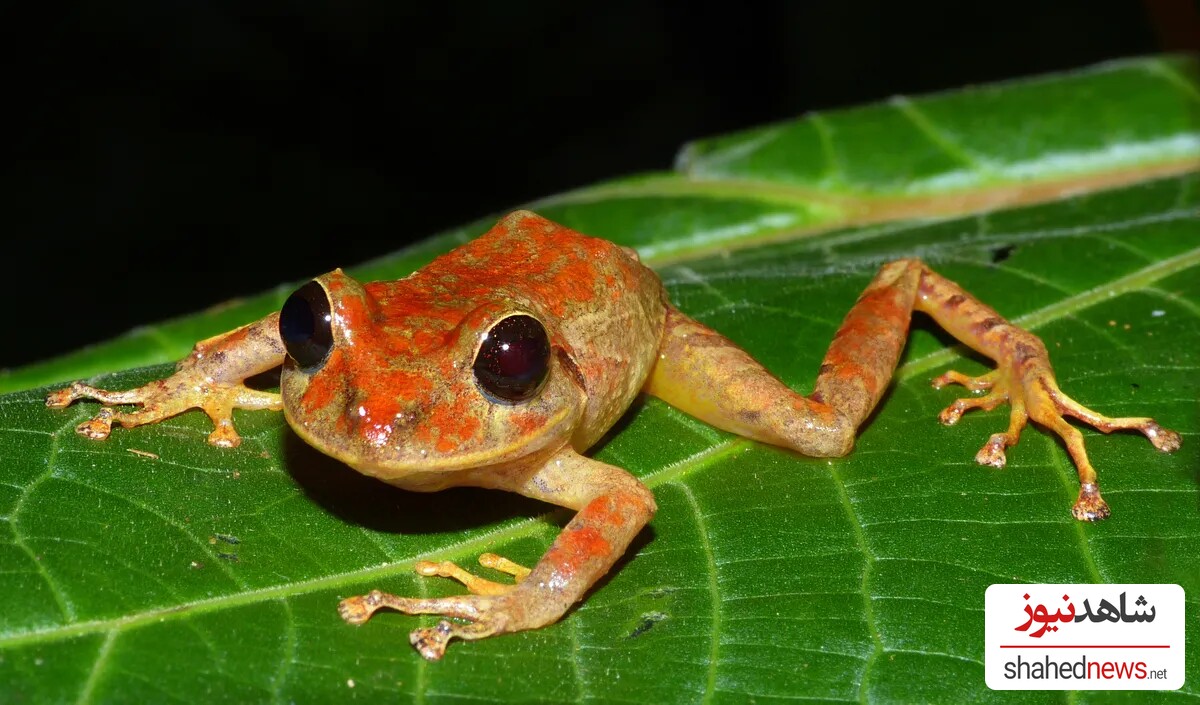 Pristimantis gretathunbergae and Friends