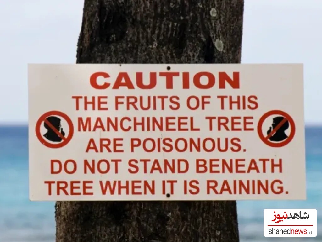  The Most Poisonous Tree