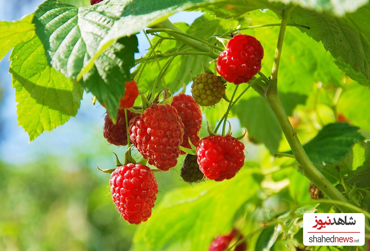 raspberries